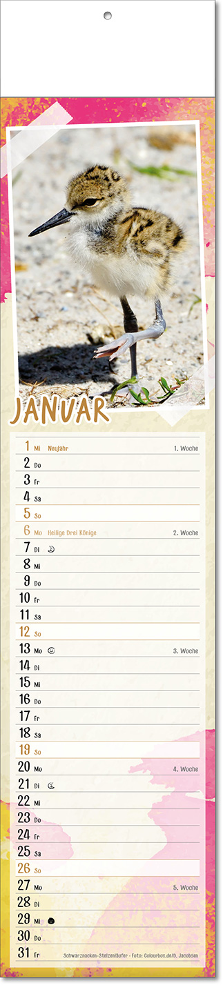 Kalender "Tierbabys" im Format 11 x 50 cm, mit Fälzel