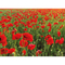 Samenpapier DIN A6 - Mohnblume, Druck 4/0-c