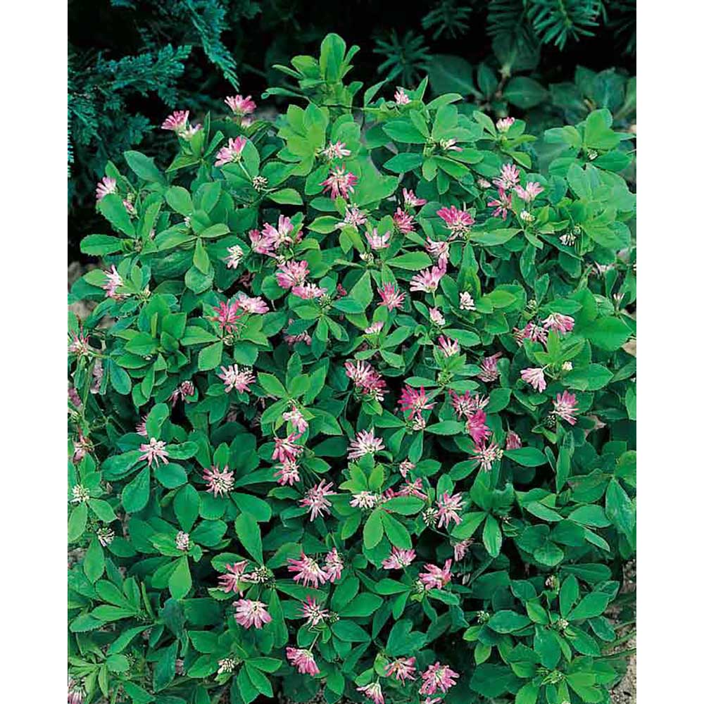 Logo-Töpfchen Überreichverpackung mit Samen - Persischer Klee