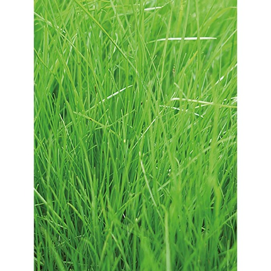 Tontöpfchen-Blume mit Samen - Gras