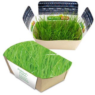 Pflanzodrom mit Samen - Gras