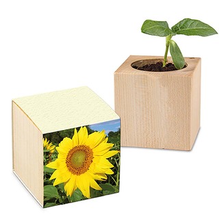 Pflanz-Holz mit Samen (Graspapier-Banderole) - Sonnenblume, 1 Seite gelasert