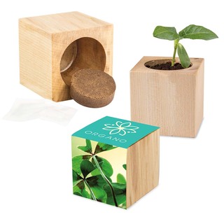 Pflanz-Holz Maxi mit Samen - Glücksklee-Zwiebel (* Je nach Verfügbarkeit der Glücksklee-Zwiebeln)