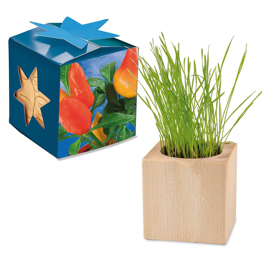 Pflanz-Holz Maxi Star-Box mit Samen - Gewürzpaprika