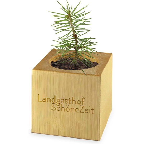 Pflanz-Holz Maxi Star-Box mit Samen - Ringelblume, 1 Seite gelasert