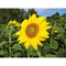 Pflanz-Holz Maxi Star-Box mit Samen - Sonnenblume, 1 Seite gelasert