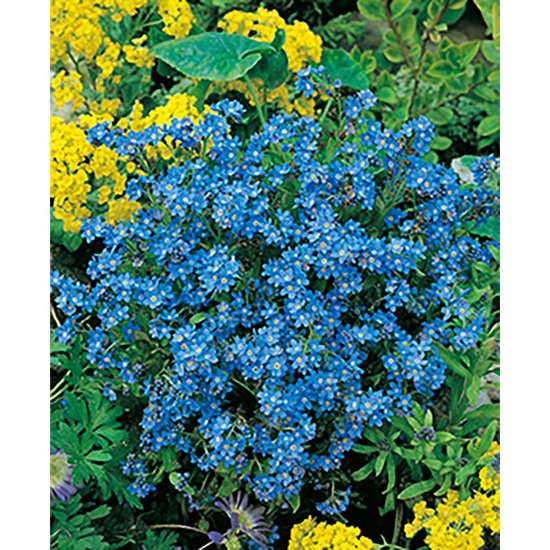 Florero-Töpfchen mit Samen - blau - Vergissmeinnicht