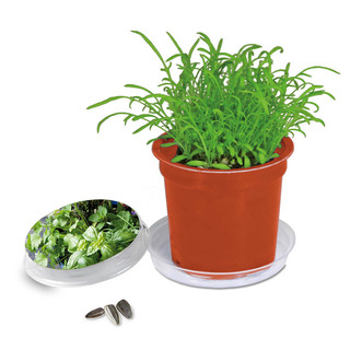 Florero-Töpfchen mit Samen - terracotta - Kräutermischung