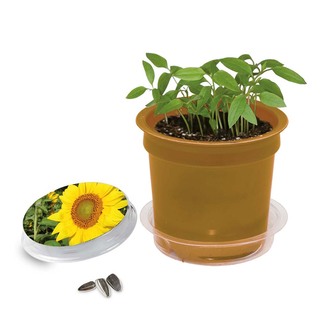 Florero-Töpfchen mit Samen - gold - Sonnenblume