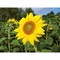 Florero-Töpfchen mit Samen - gold - Sonnenblume