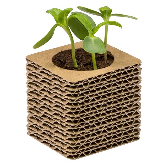 Wellkarton-Pflanzwürfel Mini mit Samen - Persischer Klee