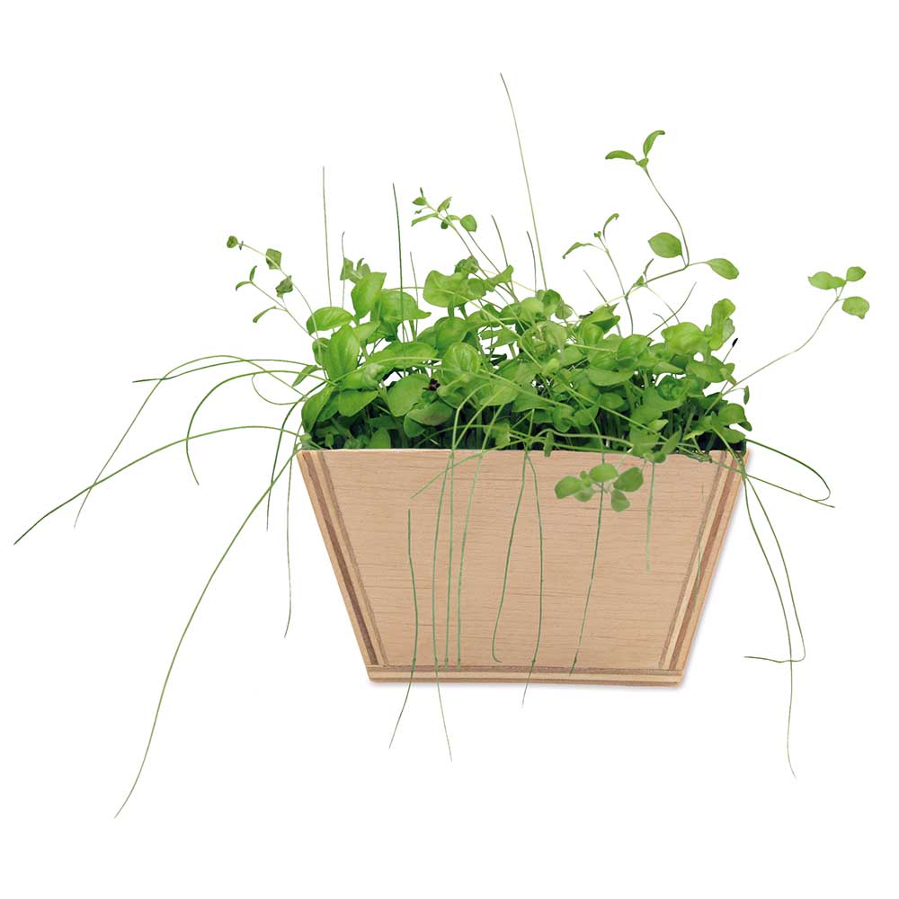 Mini-Beet mit Samen - Ringelblume, Lasergravur